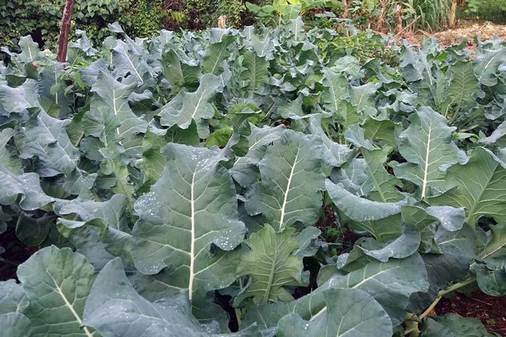 Broccoli - Farming Produce