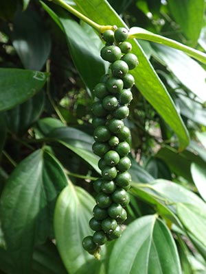 Peppercorn growing on a pepper plant
