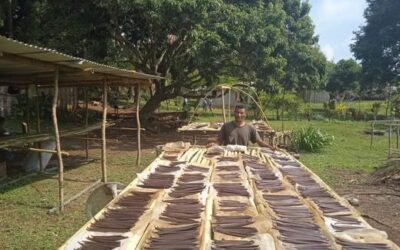 Aneityum Farmers Target Steady Production of First Grade Vanilla