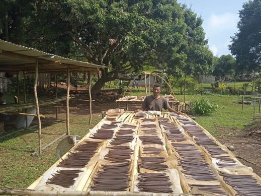 Aneityum Farmers Target Steady Production of First Grade Vanilla